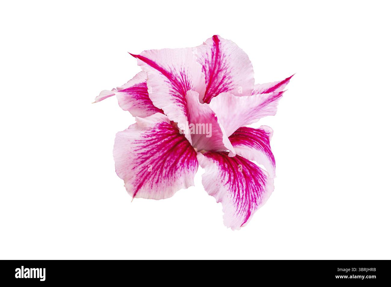 Closeup shot adenium flower hi-res stock photography and images - Alamy