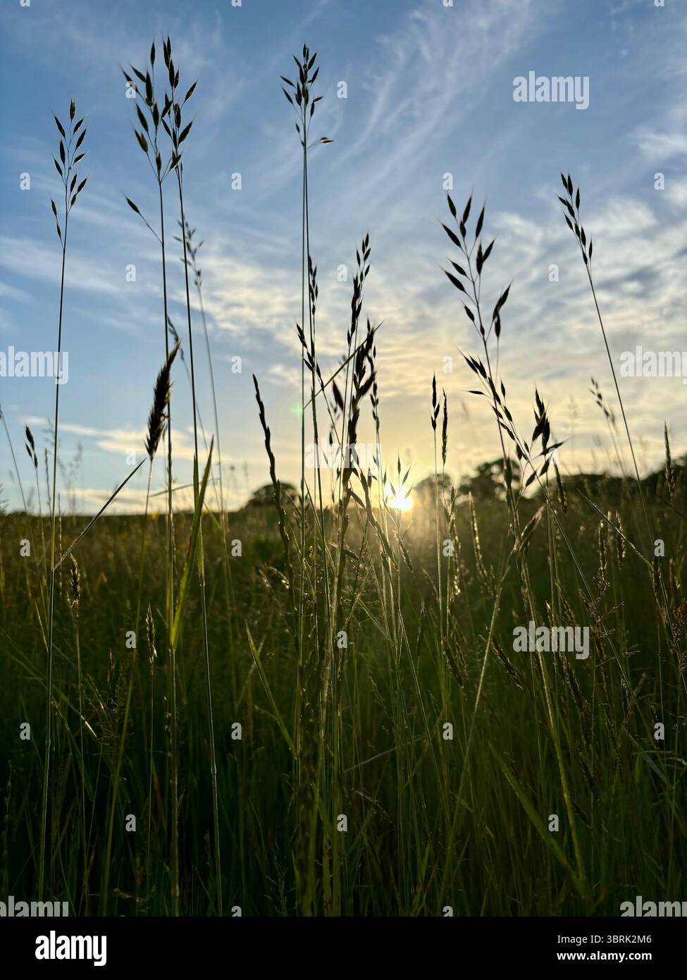setting sun behind long grasses - Smartphone Captured Stock Image