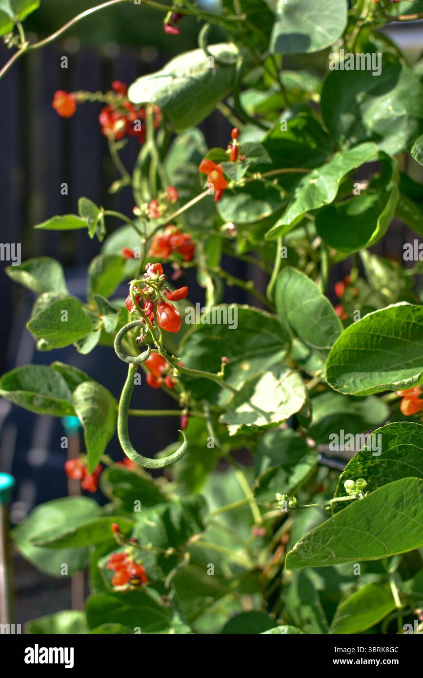 Runner beans - Scarlet Emperor Stock Photo
