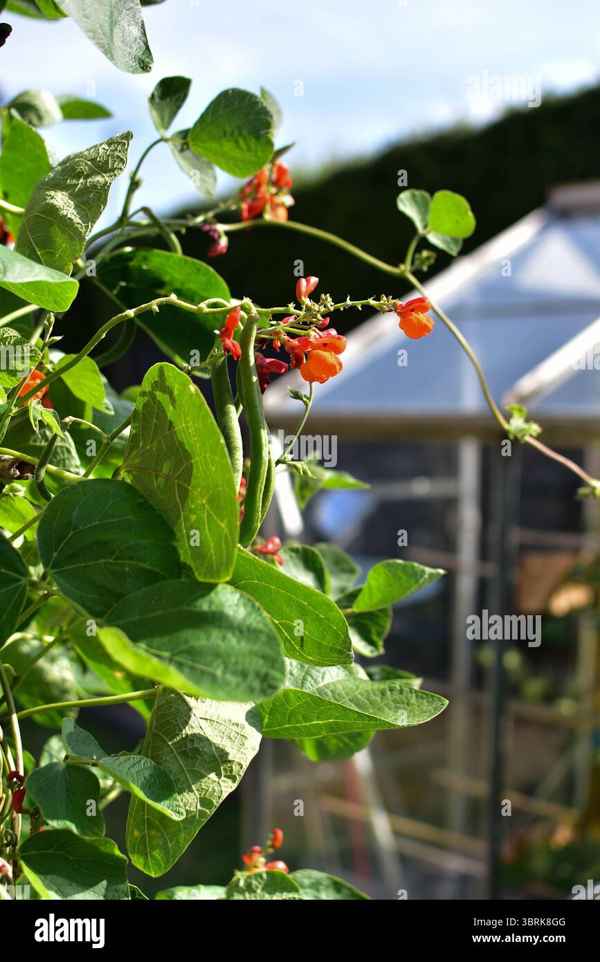 Scarlet Emperor Runner Beans in flower growing in a British garden Stock Photo