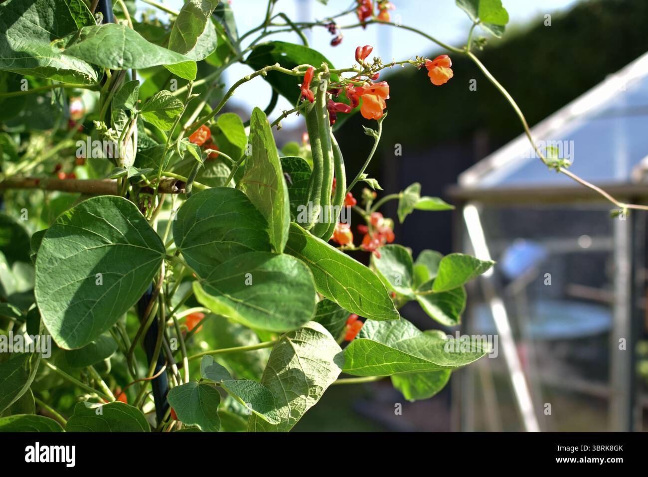 Close up of Runner beans - Scarlet Emperor with flower and bean pods. Stock Photo
