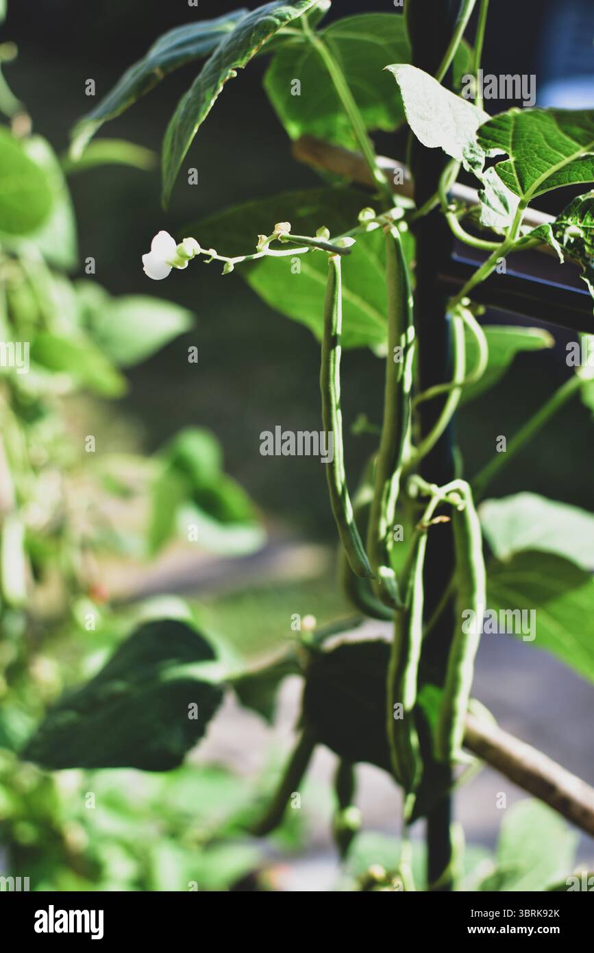 Close up of French Beans - Blue Lake variety growing on the Vine in the UK Stock Photo