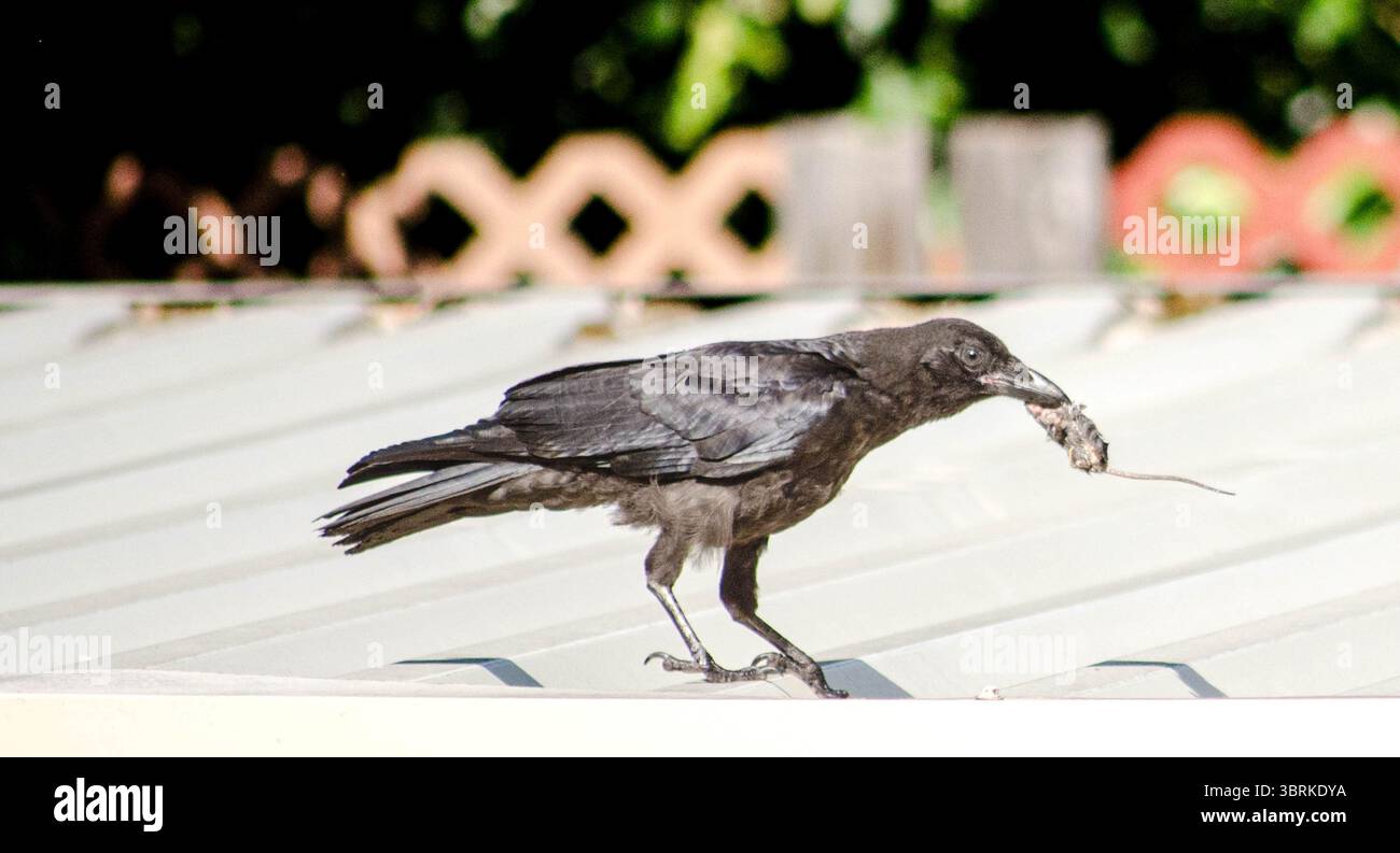 Moment of fierce action hi-res stock photography and images - Alamy