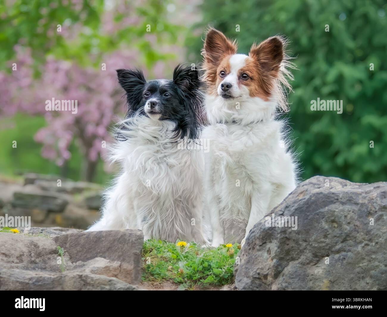 Perro Papillon Delante De Un Fondo Blanco | Foto Premium