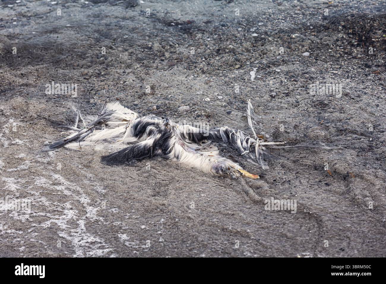 Decaying bird carcass lying on a polluted beach, highlighting ...