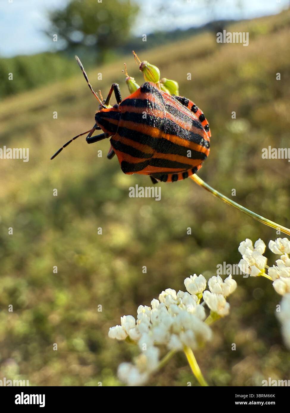 Graphosoma italicum also known as the striped bug and minstrel bug ...