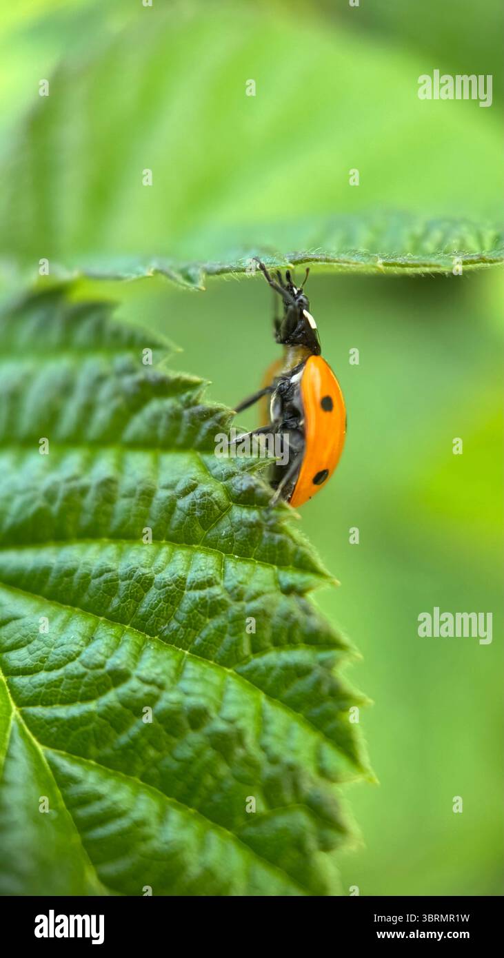 A closeup of an orange ladybug crawling on a green raspberry leaf. Macro photography - Smartphone Captured Stock Image