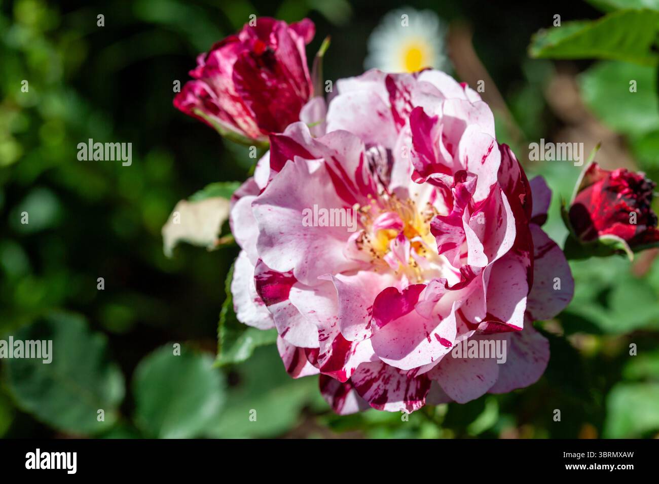 chinese cultivar hybrid variegated rose Stock Photo - Alamy