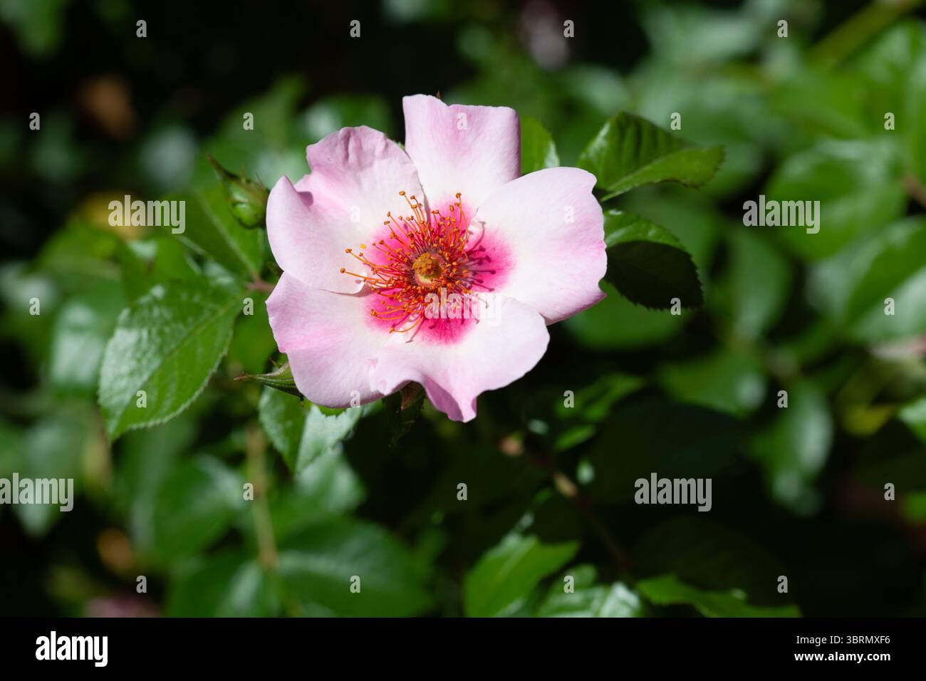 York and lancaster rose hi-res stock photography and images - Alamy
