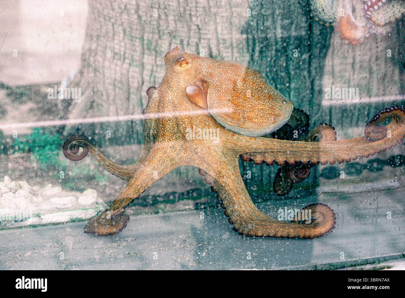 Octopus showcases its vibrant colors and graceful movements against a ...