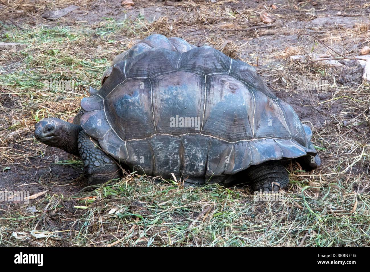 An Aldabra giant tortoise with a large domed shell and wrinkled skin ...