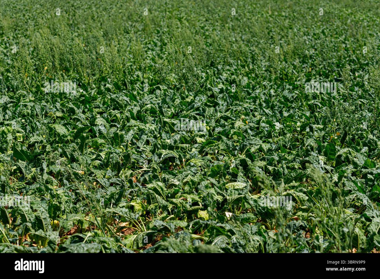 Broad leaf weeds hi-res stock photography and images - Alamy