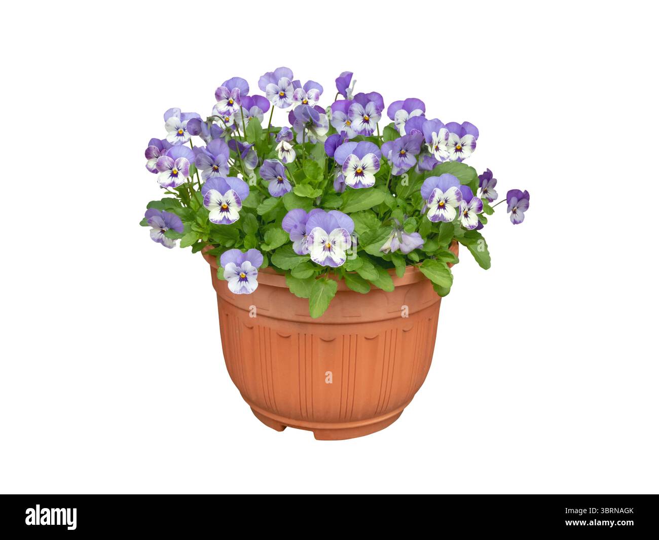 Abundantly blooming light purple garden pansy (Viola x wittrockiana) in a flower pot isolated on white background. Perfect for gardening, floristry, s Stock Photo
