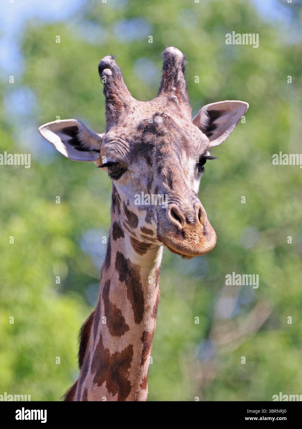 Giraffe male head on a green background Stock Photo