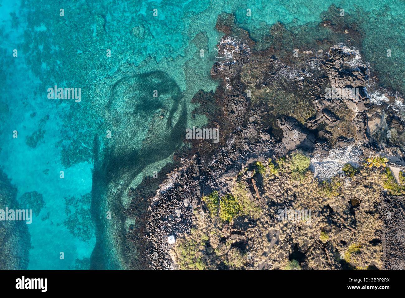 aerial view of school of akule or bigeye scad, Selar crumenophthalmus ...