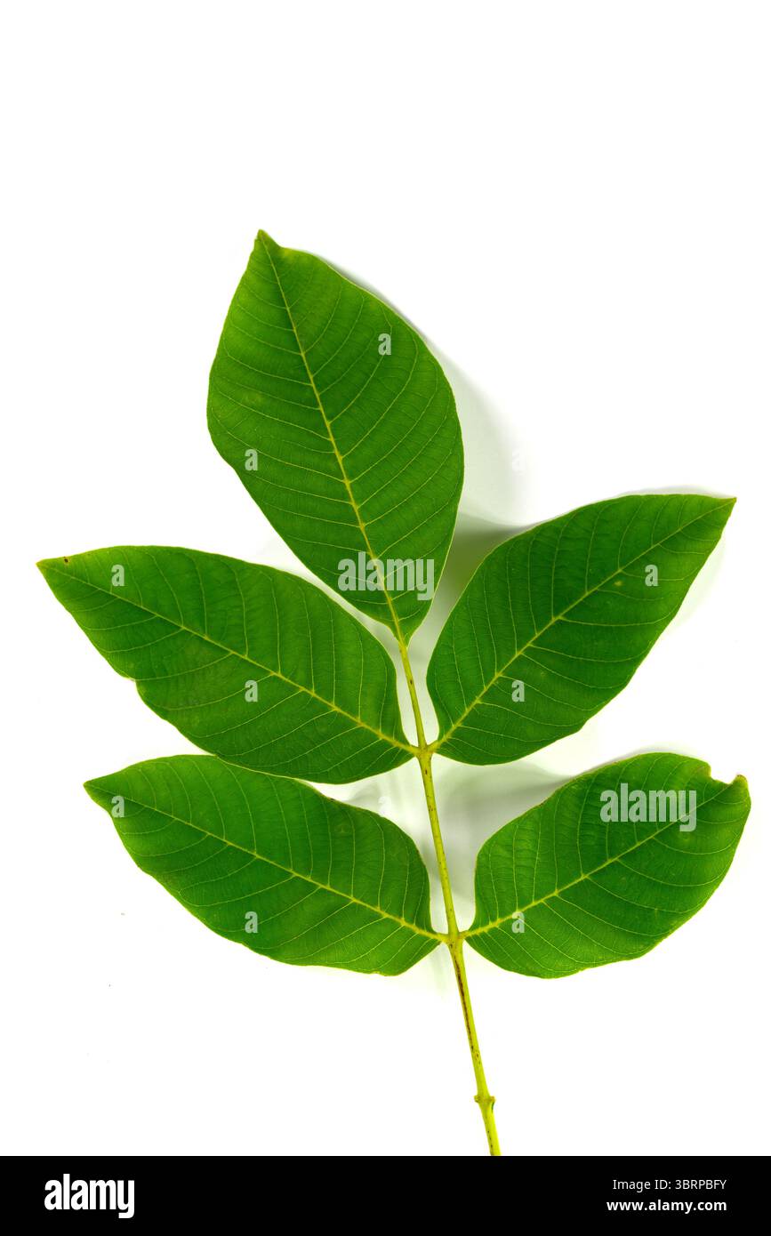 Leaf of the walnut tree in a close-up Stock Photo - Alamy