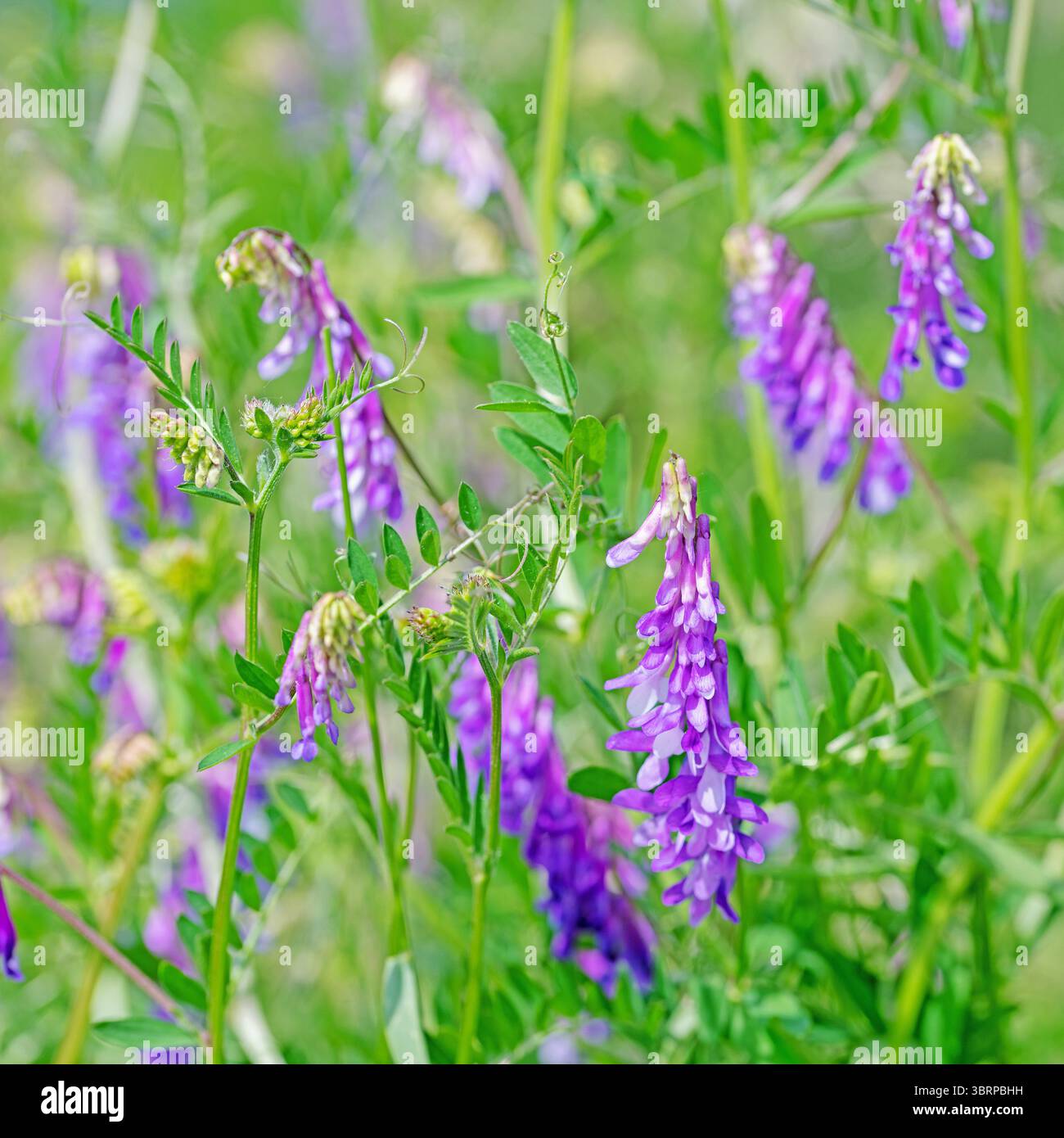 Vetch Alaska Flowering bird vetch, Vicia cracca, in summer Stock Photo - Alamy