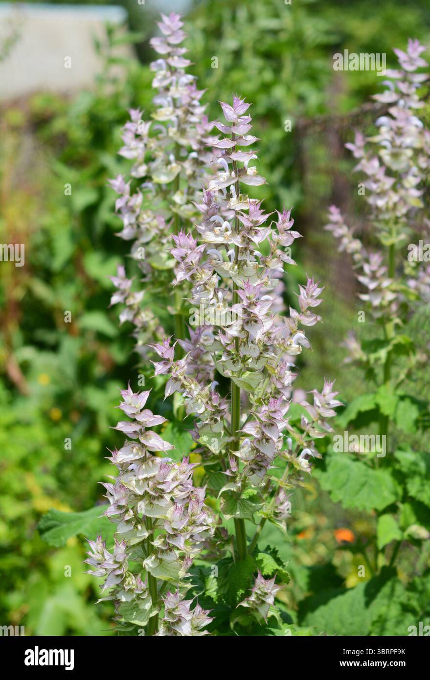 Salvia sclarea, the clary or clary sage is a biennial (short-lived) herbaceous perennial in the genus Salvia Stock Photo