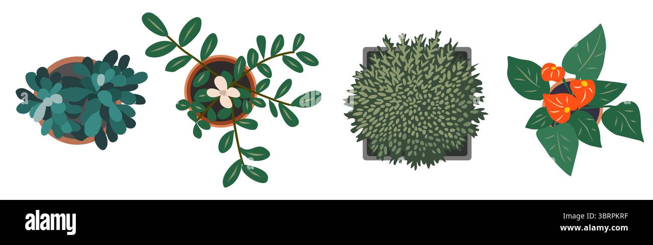 Set of different house plants top view Stock Vector