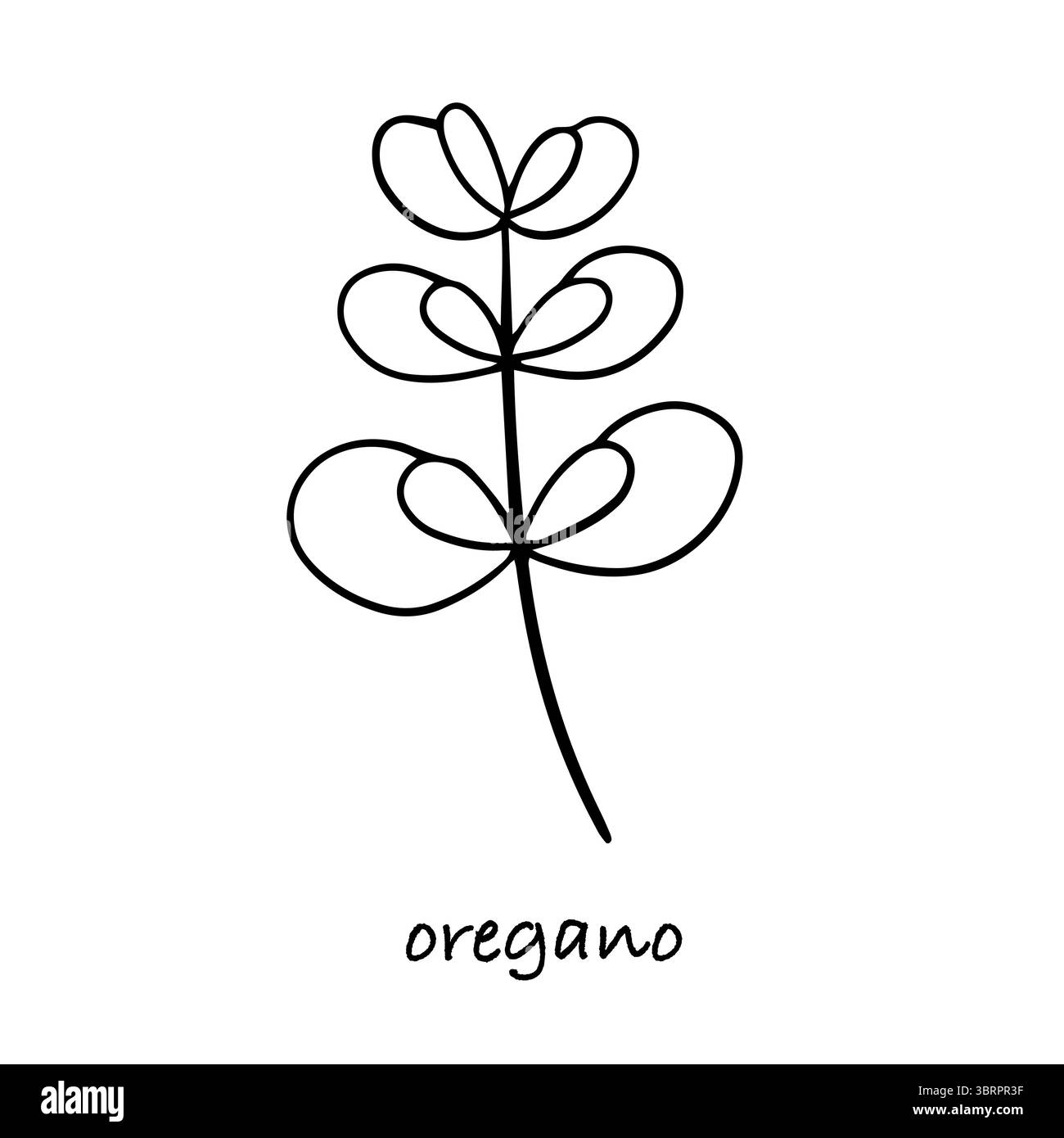 Oregano plant hand drawn vector sketch Stock Vector