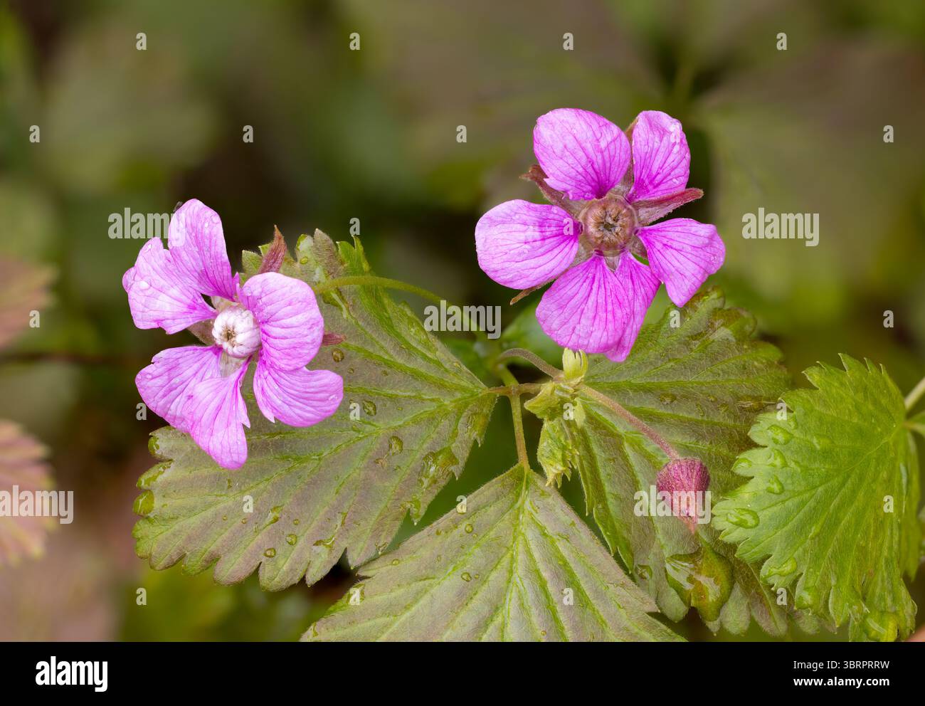 Arctic raspberry flowering Stock Photo