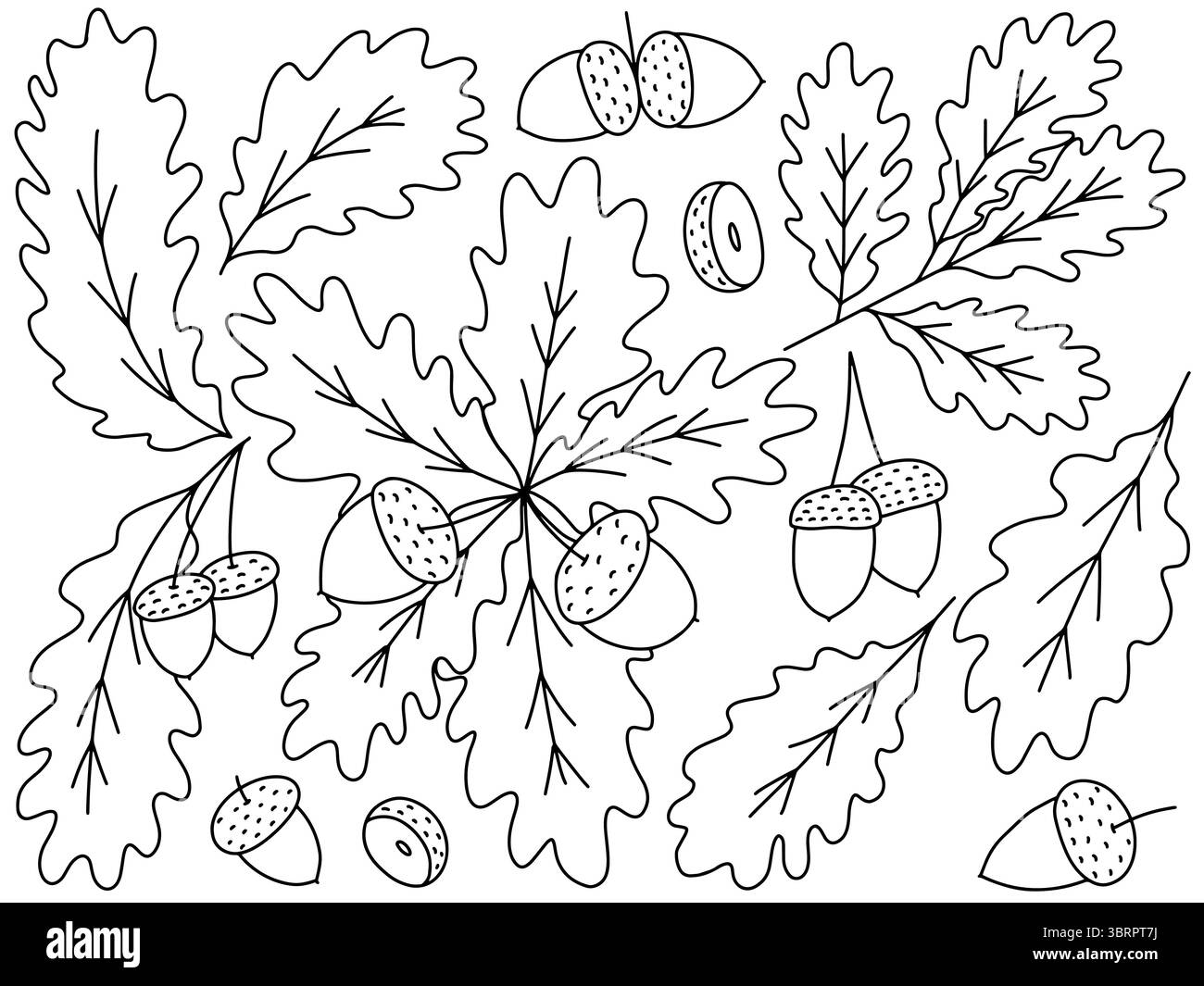 Oak leaves and acorns hand drawn vector doodle set Stock Vector Image ...