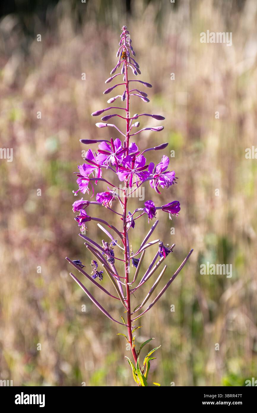 Tall plant hi-res stock photography and images - Alamy