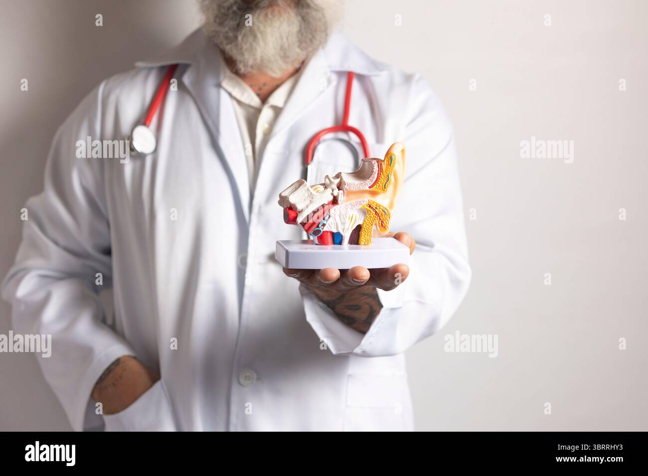 Doctor showing anatomical model of human ear structure for medical ...