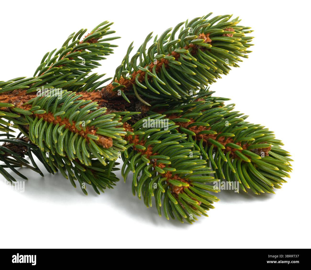 Spruce branch  isolated on white Stock Photo