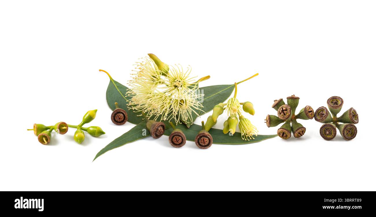 Eucalyptus leaves with flowers and seeds isolated on white Stock Photo — free download