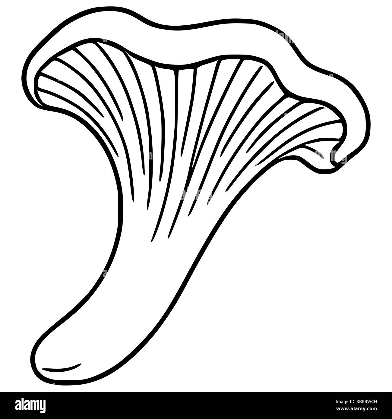 Minimalist single line drawing chanterelle hi-res stock photography and ...