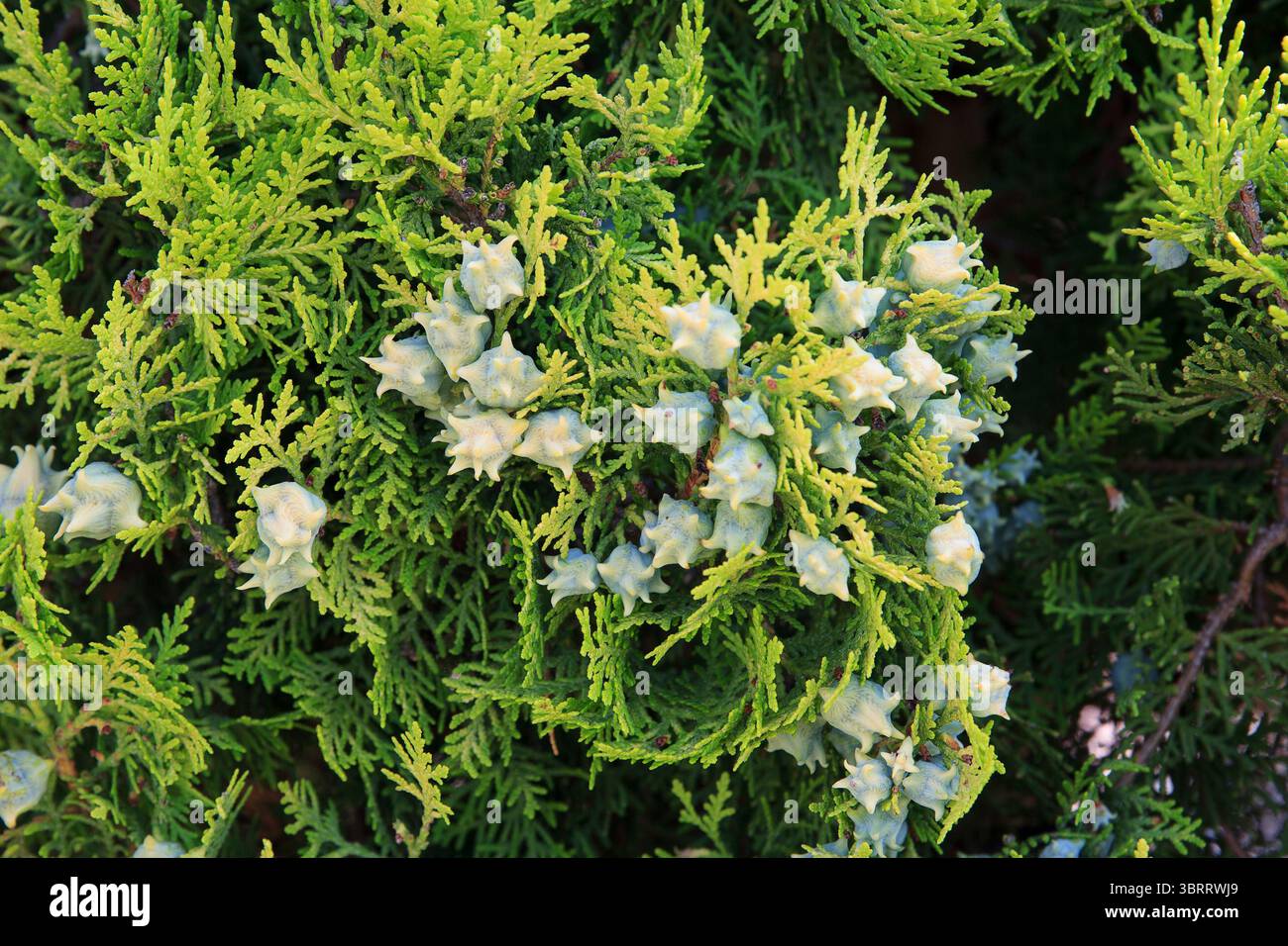 Thuja is an eternally green tree with seeds on branches, grows in sunlight. The concept of fertility and plant care Stock Photo
