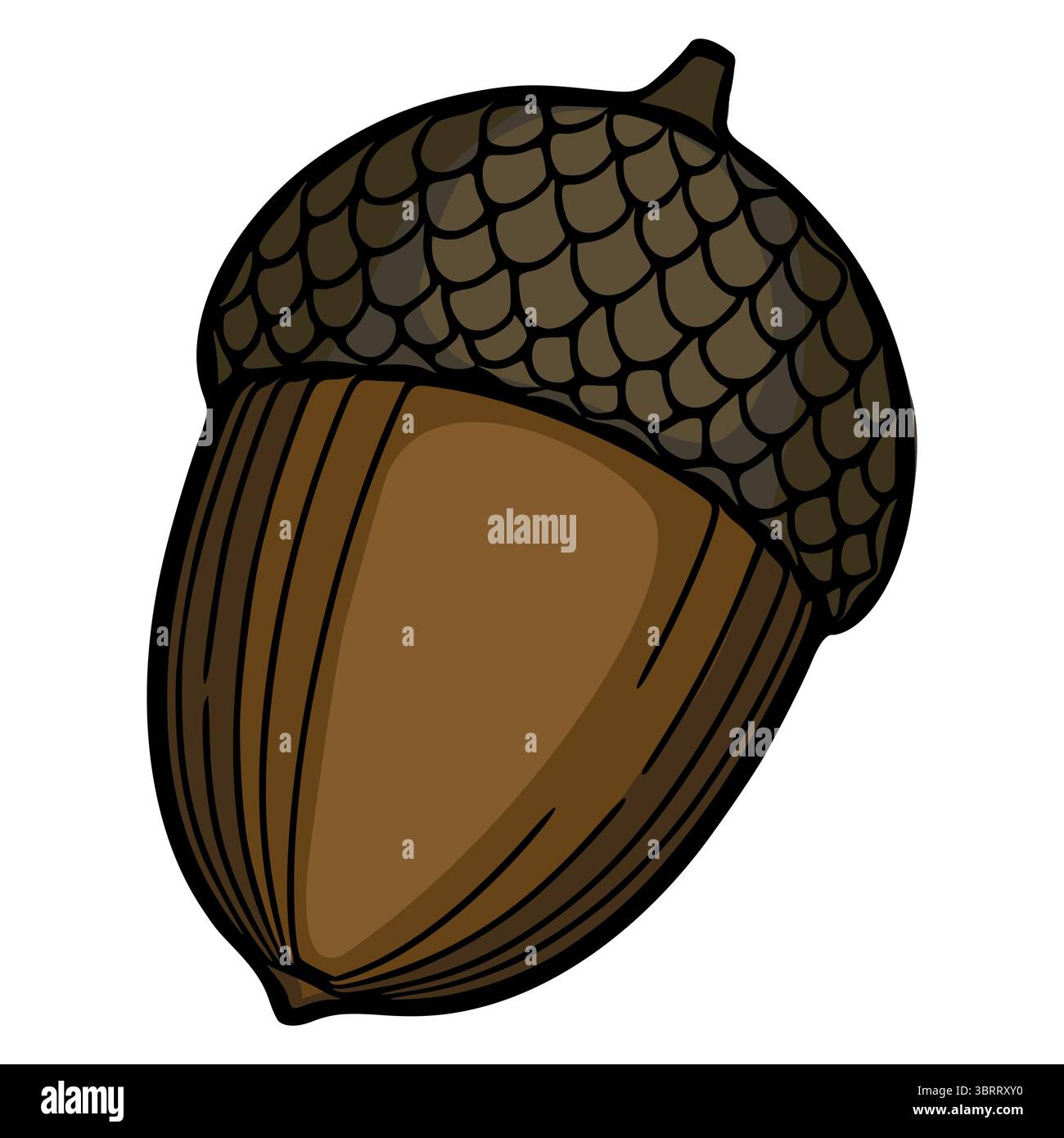 Single acorn in woodland Stock Vector Images - Alamy