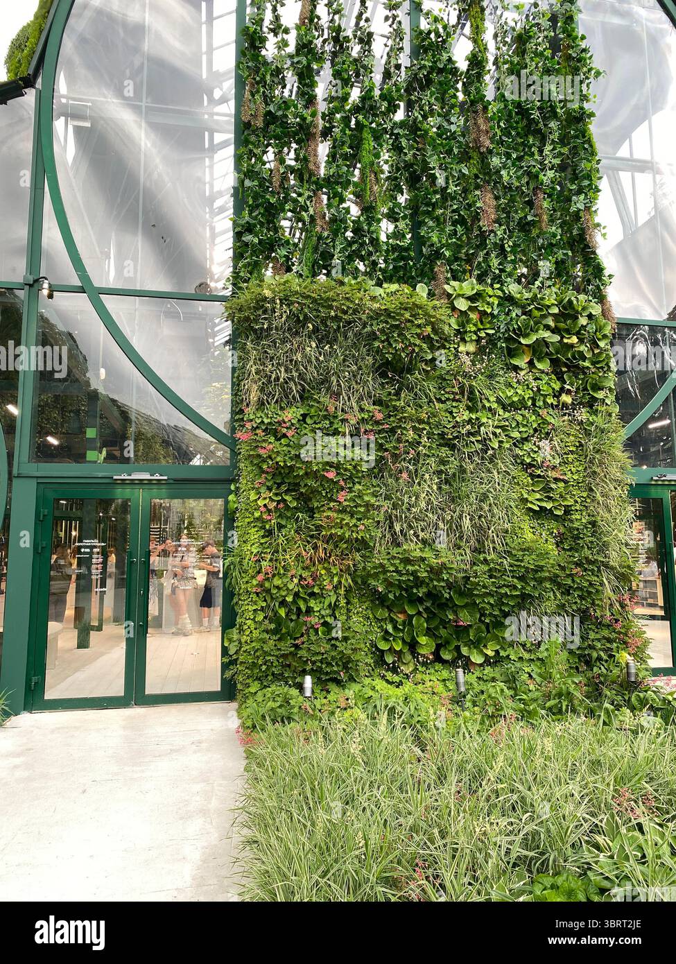 Vertical green wall outdoors with lush plants growing on building ...