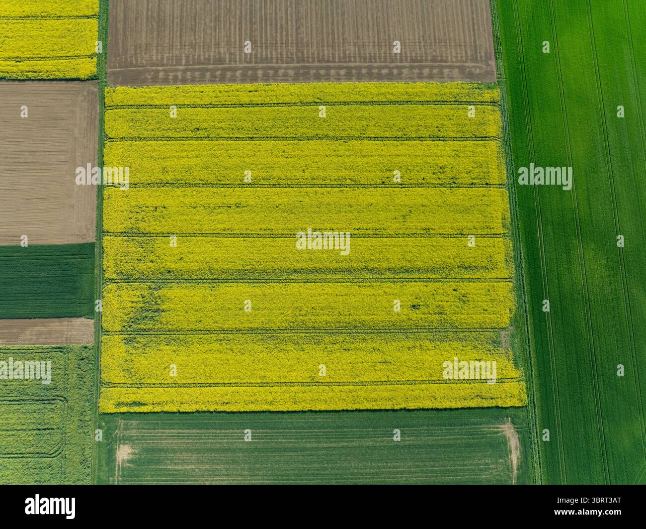 Aerial view of vibrant yellow and green fields create a patchwork quilt ...
