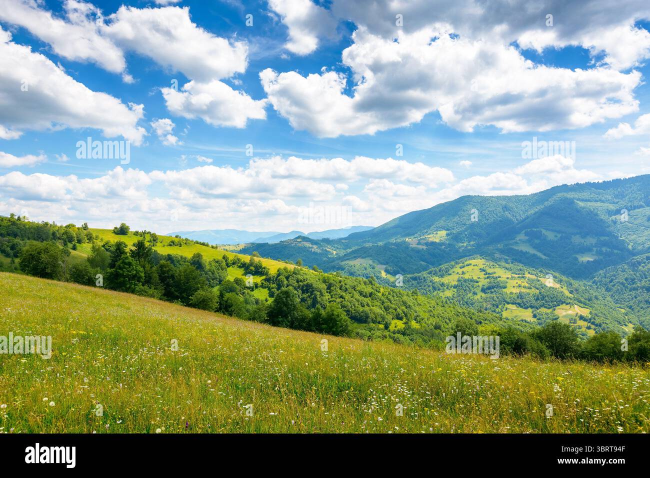 mountain landscape with wide meadow in summer. sky with fluffy clouds on a sunny afternoon. green grass on the pasture rolling through hills in countr Stock Photo