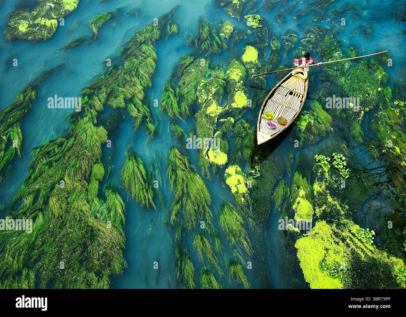 Aerial view of a boat navigating through vivid green river plants ...