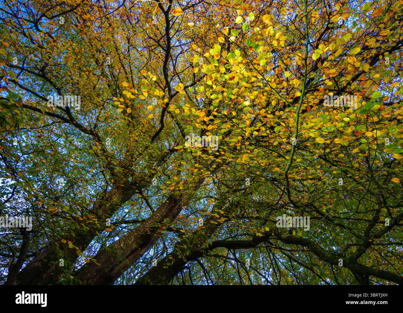 New england in fall hi-res stock photography and images - Alamy