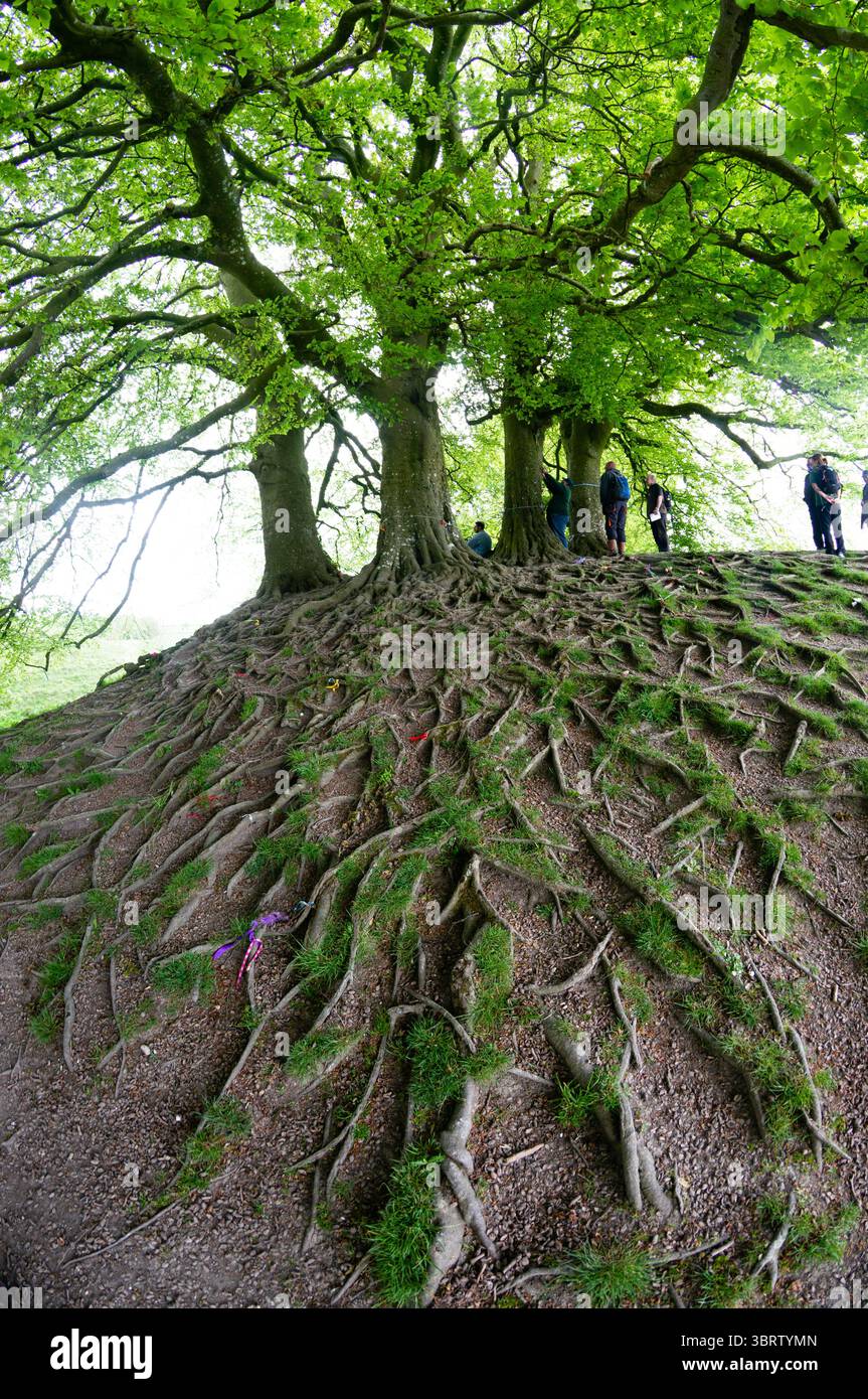 Promonient Tree A group of Beech trees at Avebury, known for their prominent roots ...