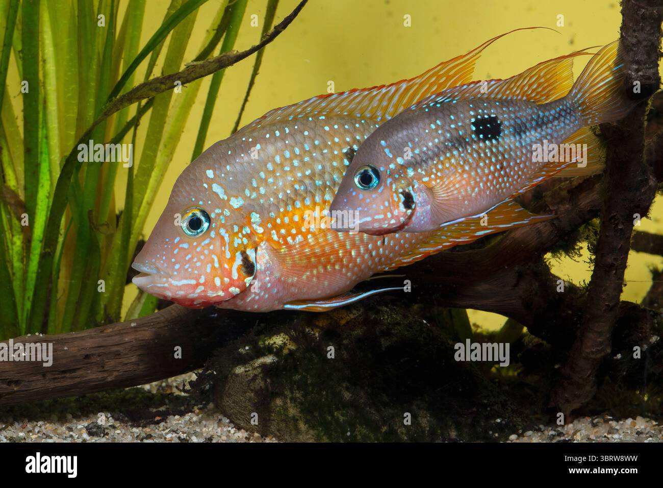 Thorichthys maculipinnis 'Rio de la Lana' Paar Stock Photo