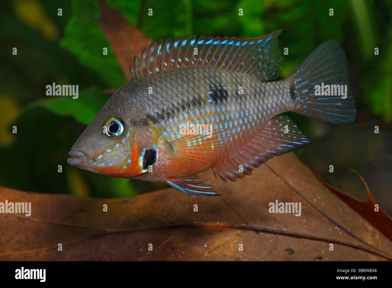 Thorichthys meeki Rio Candelaria Männchen Stock Photo