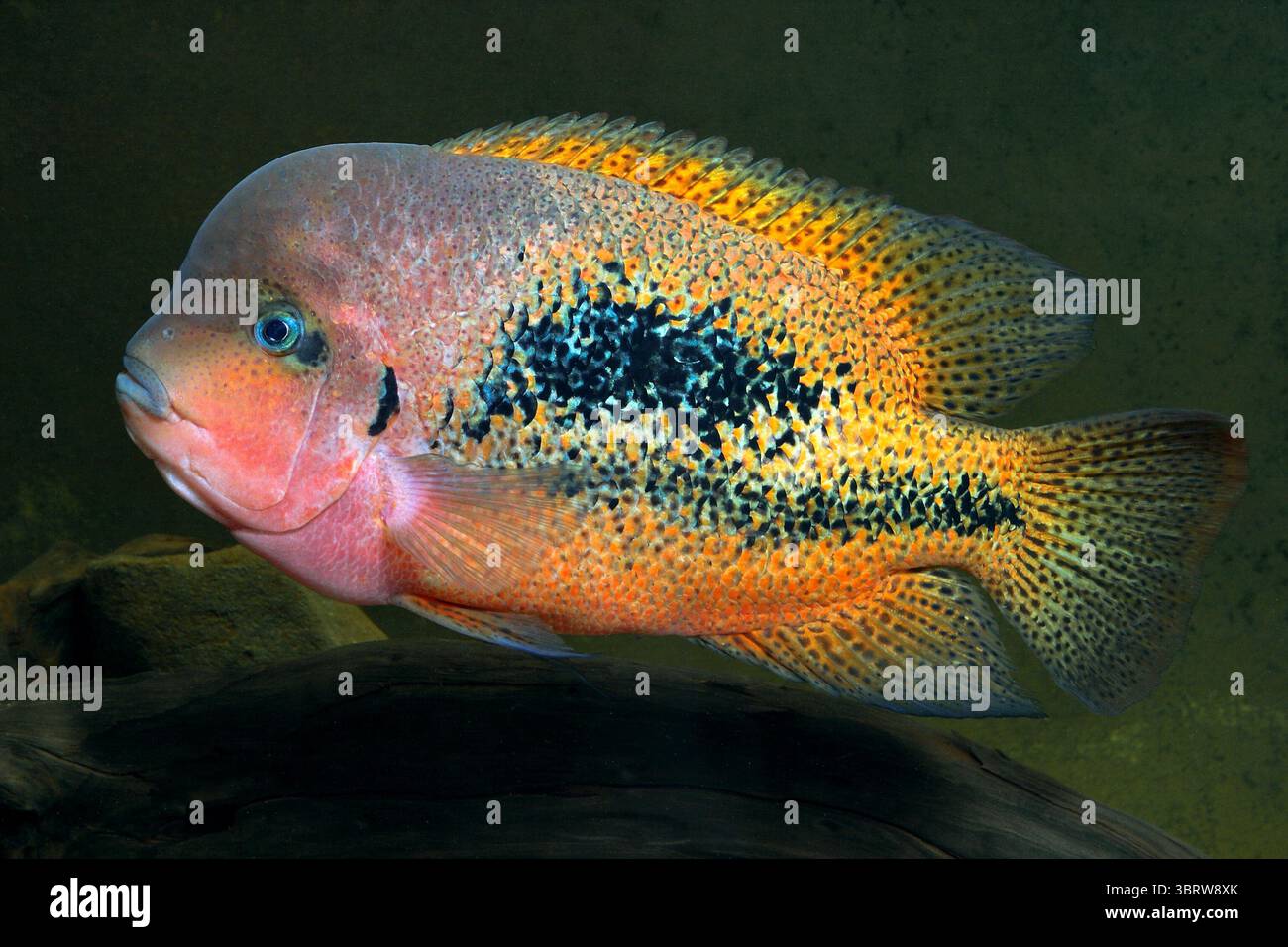 Vieja bifasciata Männchen Stock Photo