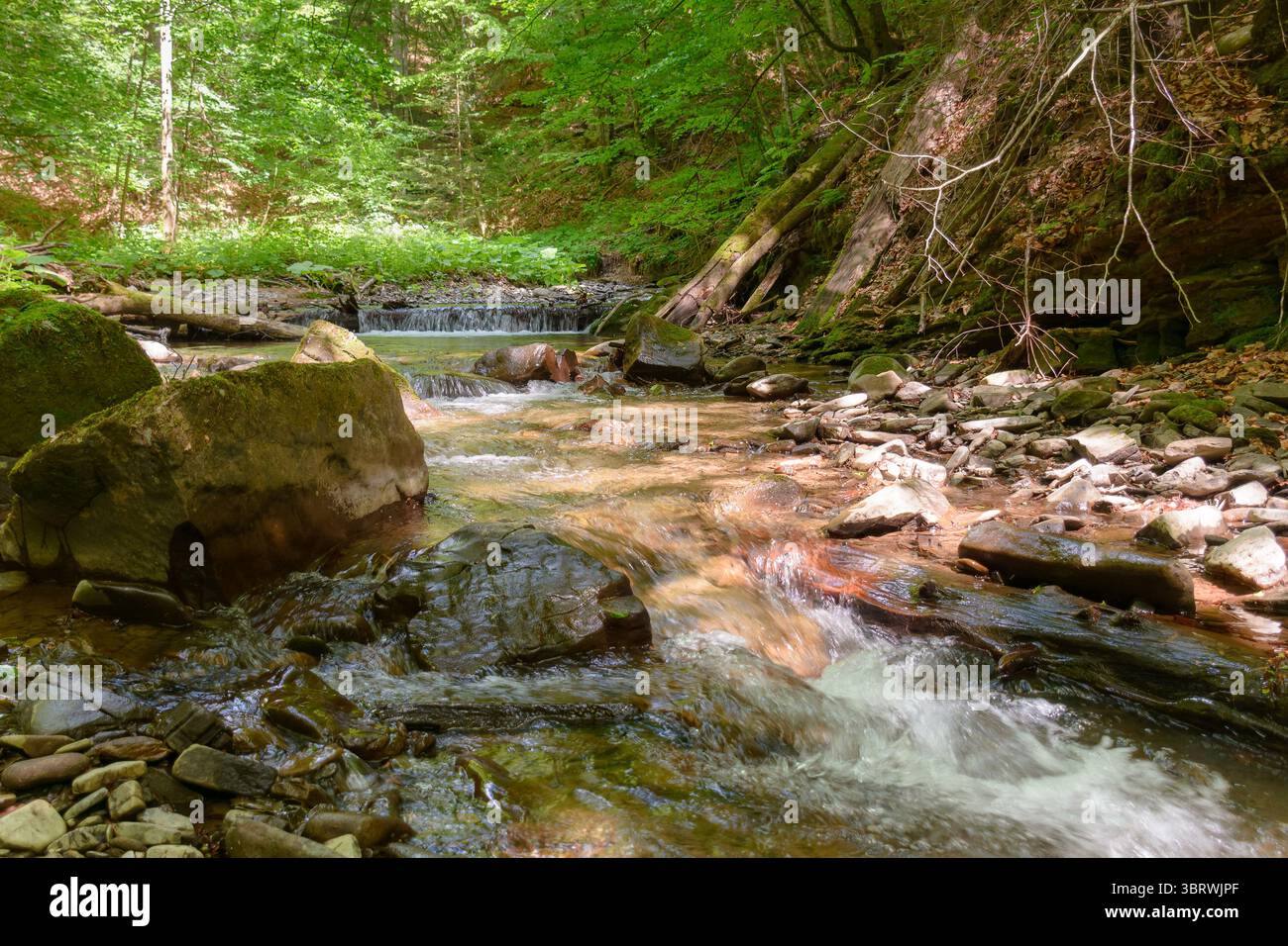 Waterstream water stream flow among trees and rocks in summer. forest landscape ...