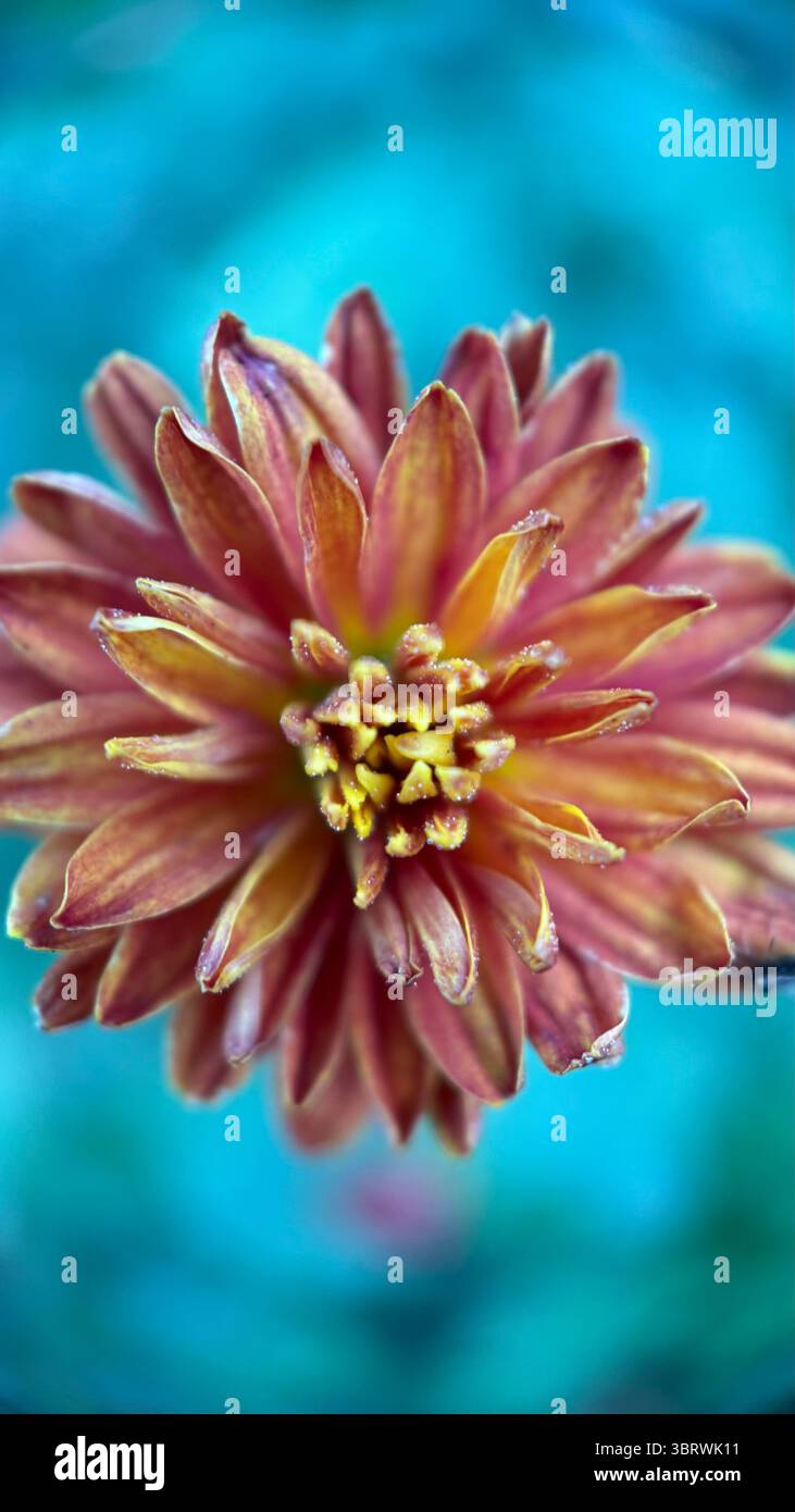 Marigold flower macro photography . Stock Photo