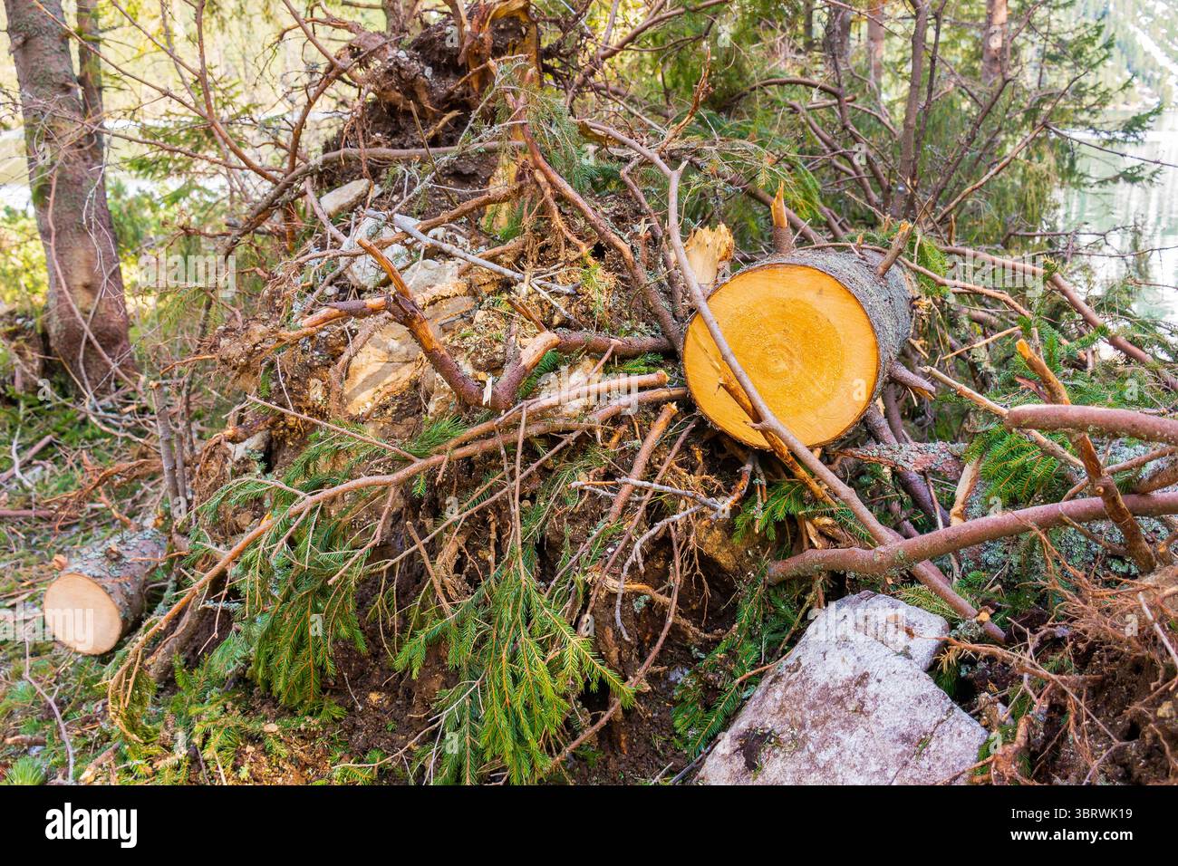 deforestation of nature environment. fresh tree cut. log in the forest Stock Photo