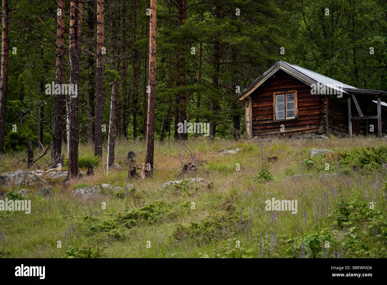 Old simple log house wirthout confort in the Norwegian woods, surrounded by pine trees and wild flowers Stock Photo