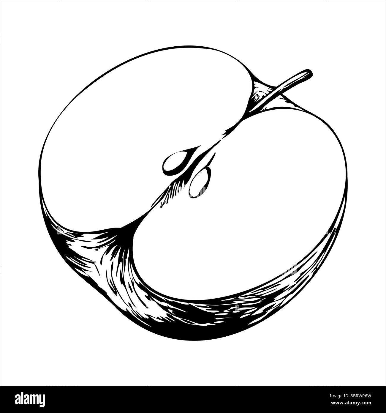 Apple Vector Detailed A detailed illustration of a halved apple, showcasing its seeds and ...