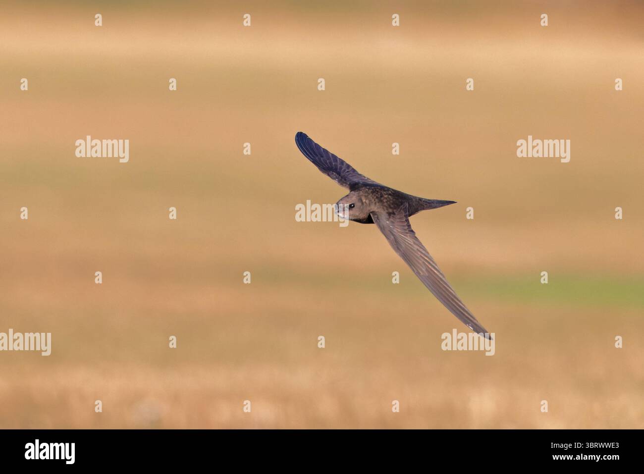 Common Swift (Apus apus) Norfolk July 2025 Stock Photo - Alamy