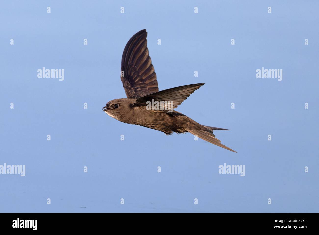 Common Swift (Apus apus) Norfolk July 2025 Stock Photo - Alamy