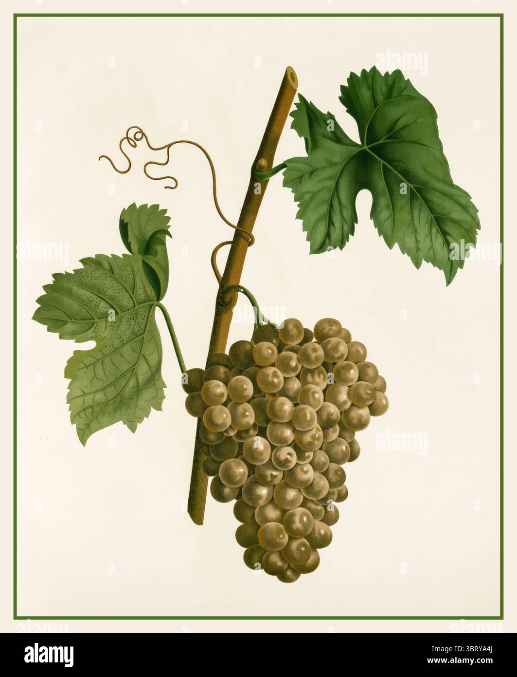 Lithograph of Terret Gris and Terret Bourret grapes France Stock Photo